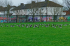 File photo of brent geese at Martin Savage Park.