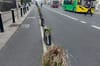 Why has some of the greenery in city planters been left to wither?